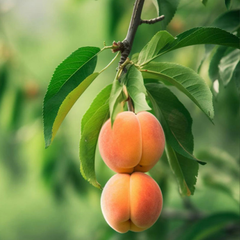 REALGARDEN SASSARI - Concimi Biologici: CA VERDE ACTIVA miglior concime organico NP+K pellettato per orto, olivo. adatto a tutti i tipi di terreno e colture