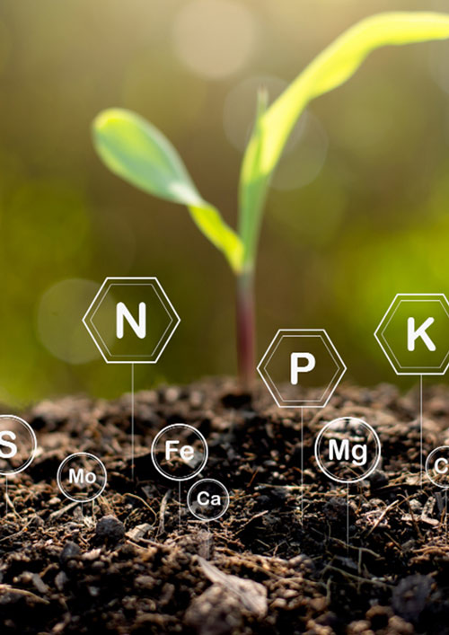 REALGARDEN SASSARI - Concimi Biologici: CA VERDE ACTIVA miglior concime organico NP+K pellettato per orto, olivo. adatto a tutti i tipi di terreno e colture